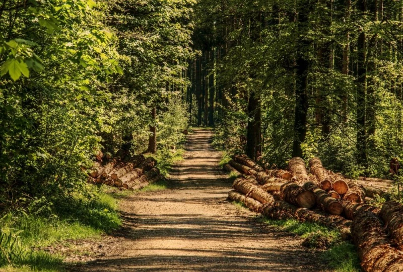 Fundacja ClientEarth: Polska straciła kontrolę nad lasami